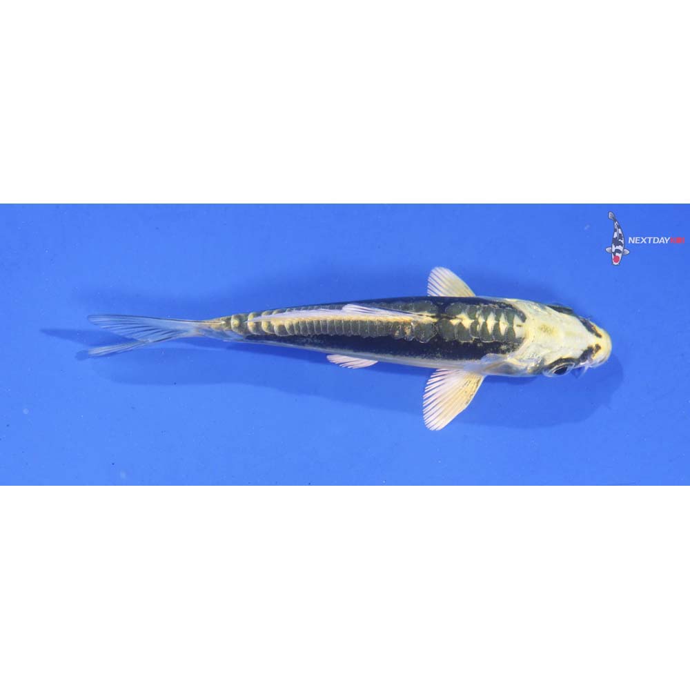 4” Imported Ki Kin Kikokuryu