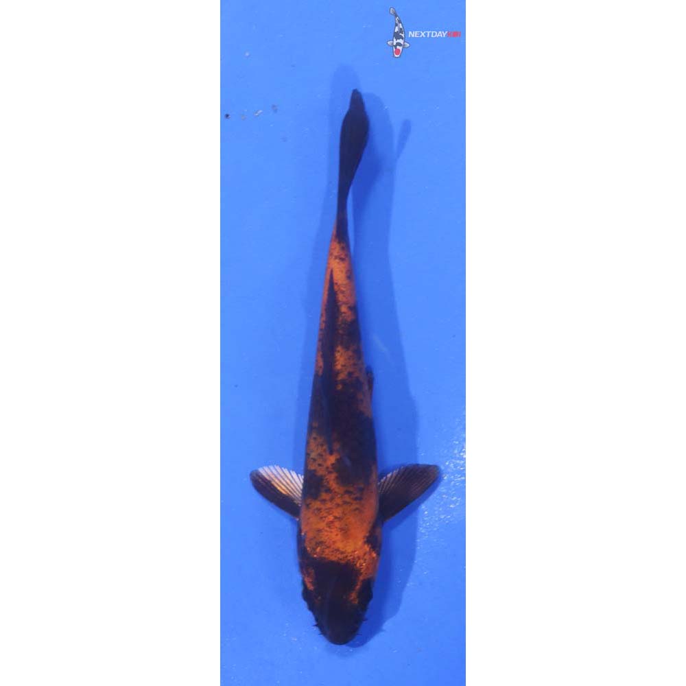 3.5” Hi Utsuri