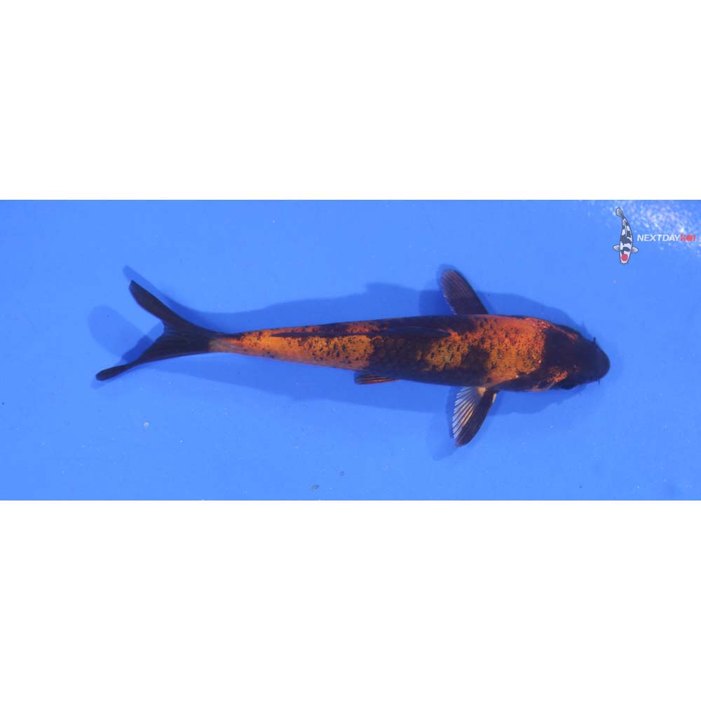 3.5” Hi Utsuri