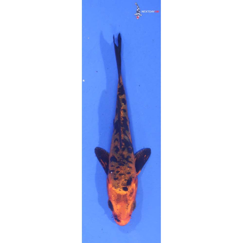 3.5” Imported Doitsu Aka Bekko
