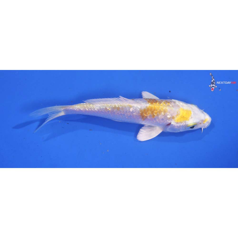 3.5” Imported Gin Rin Lemon Hariwake