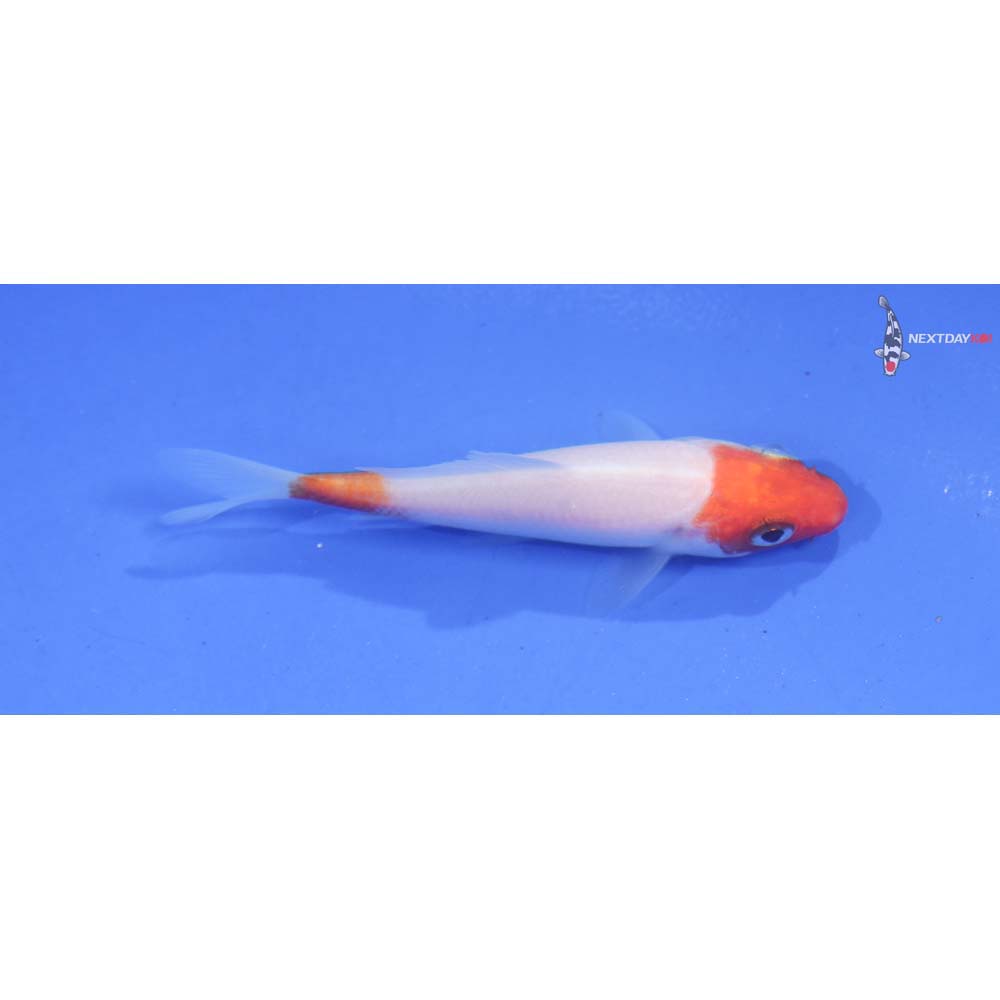 3” Imported Kohaku