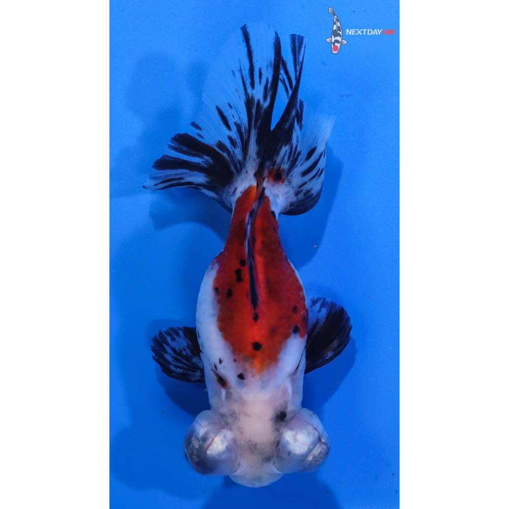 3.5” Imported Calico Telescope Fantail