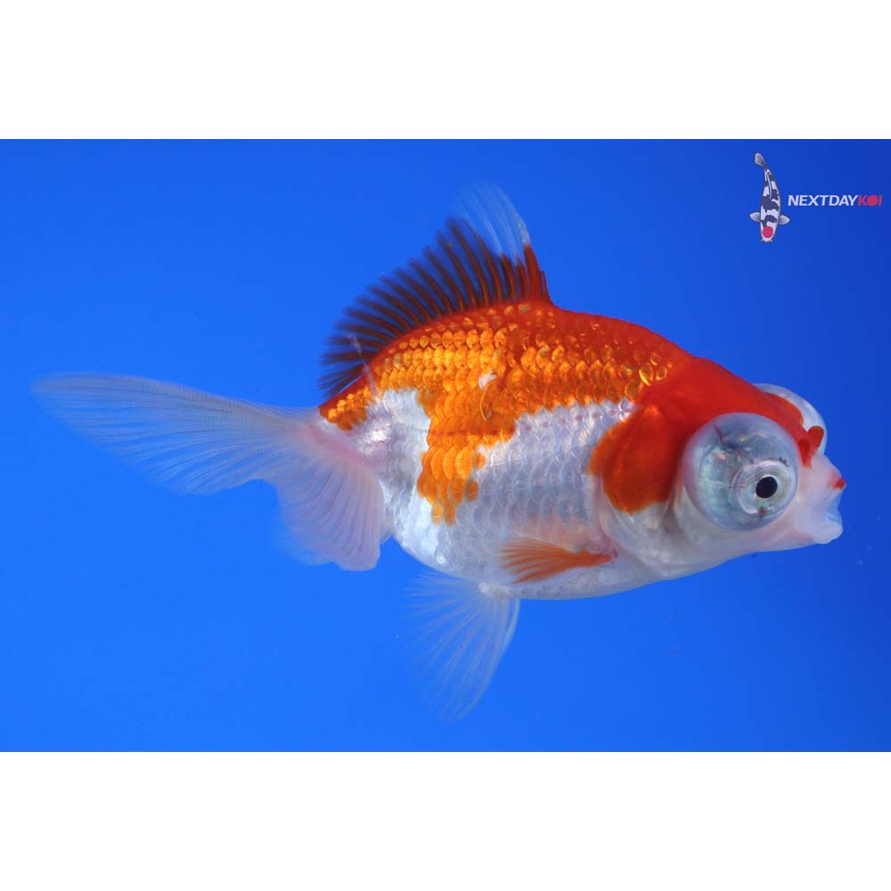 3.5” Imported Red and White Telescope Fantail