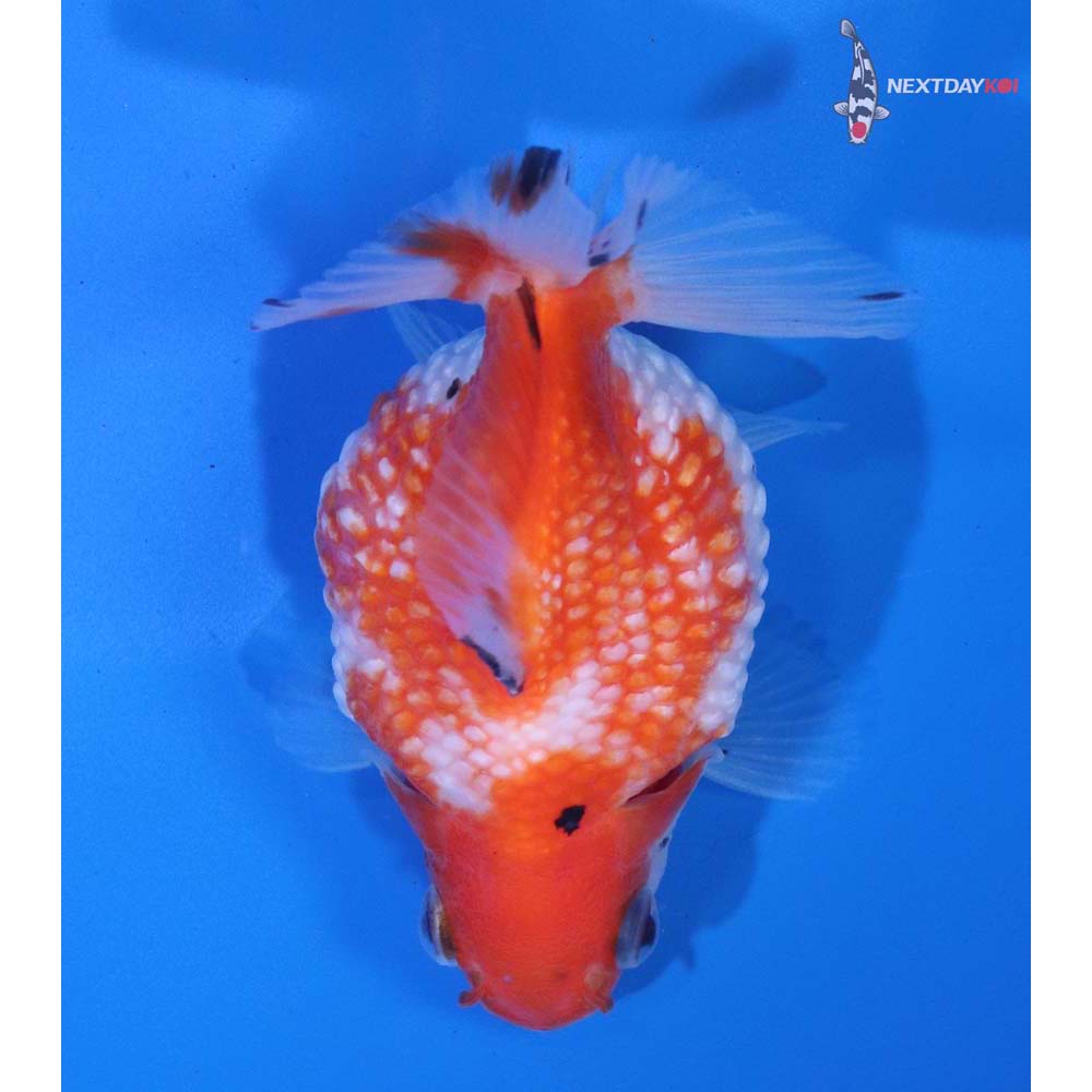 3.5” Imported Calico Pearlscale