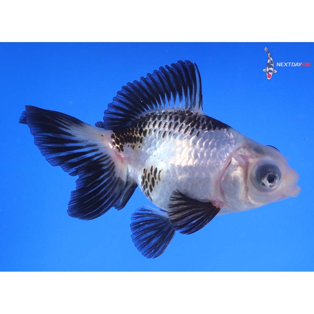 4” Imported Panda Telescope Fantail