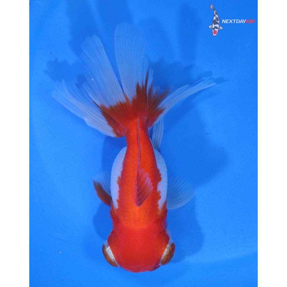 4” Imported Red and White Telescope Fantail