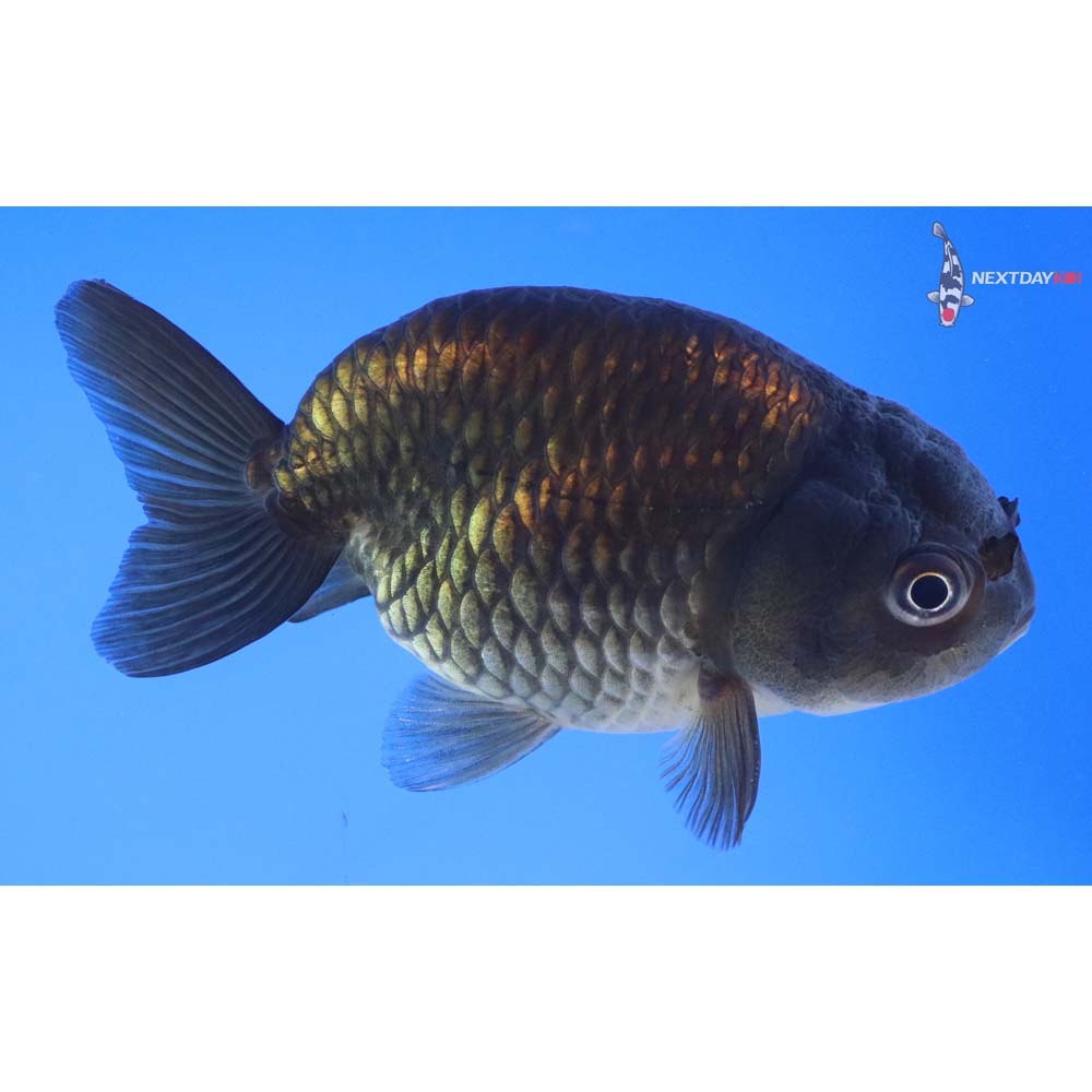 4” Imported Chocolate Ranchu