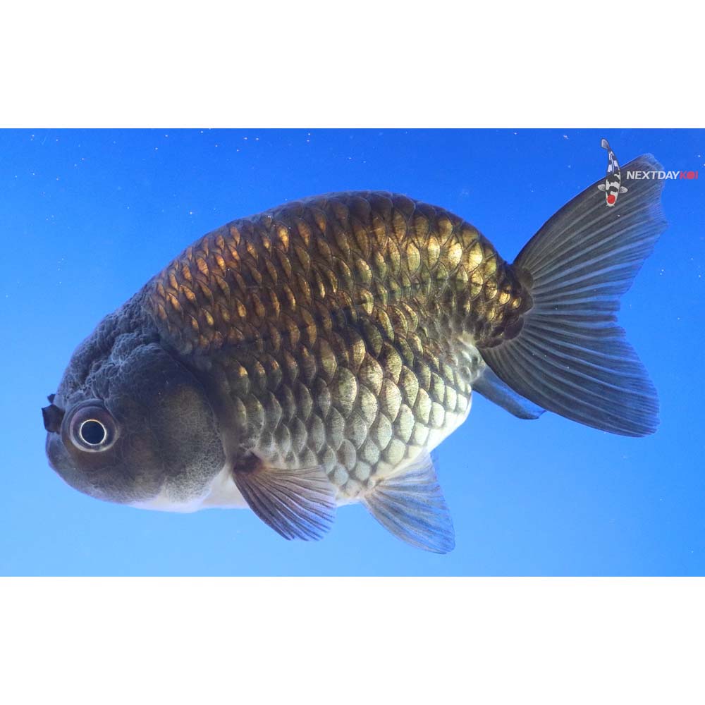 4” Imported Chocolate Ranchu