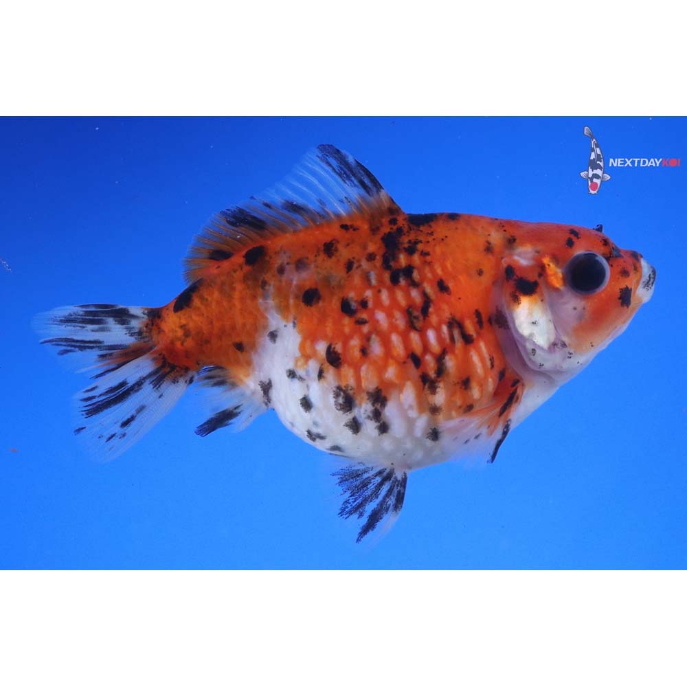 3.5” Imported Calico Pearlscale