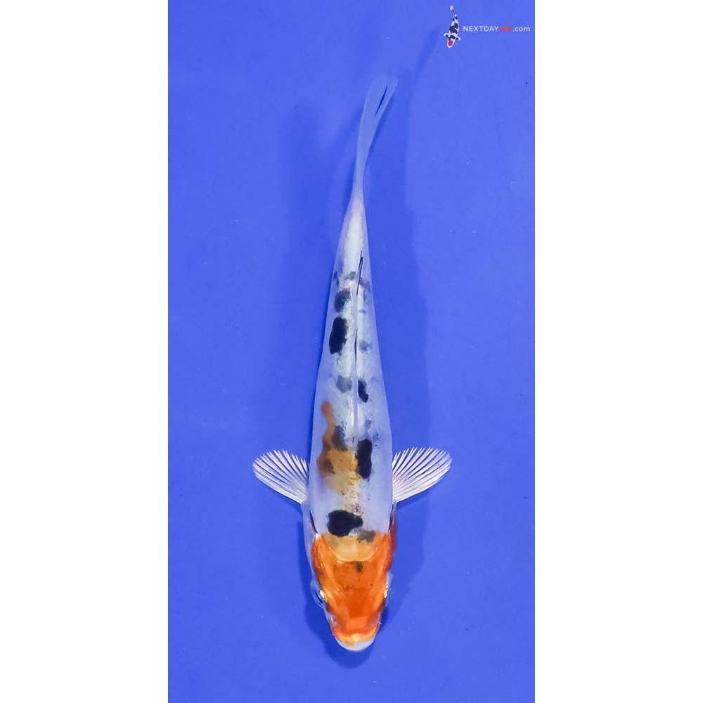 3.5” Imported Heisei Nishiki
