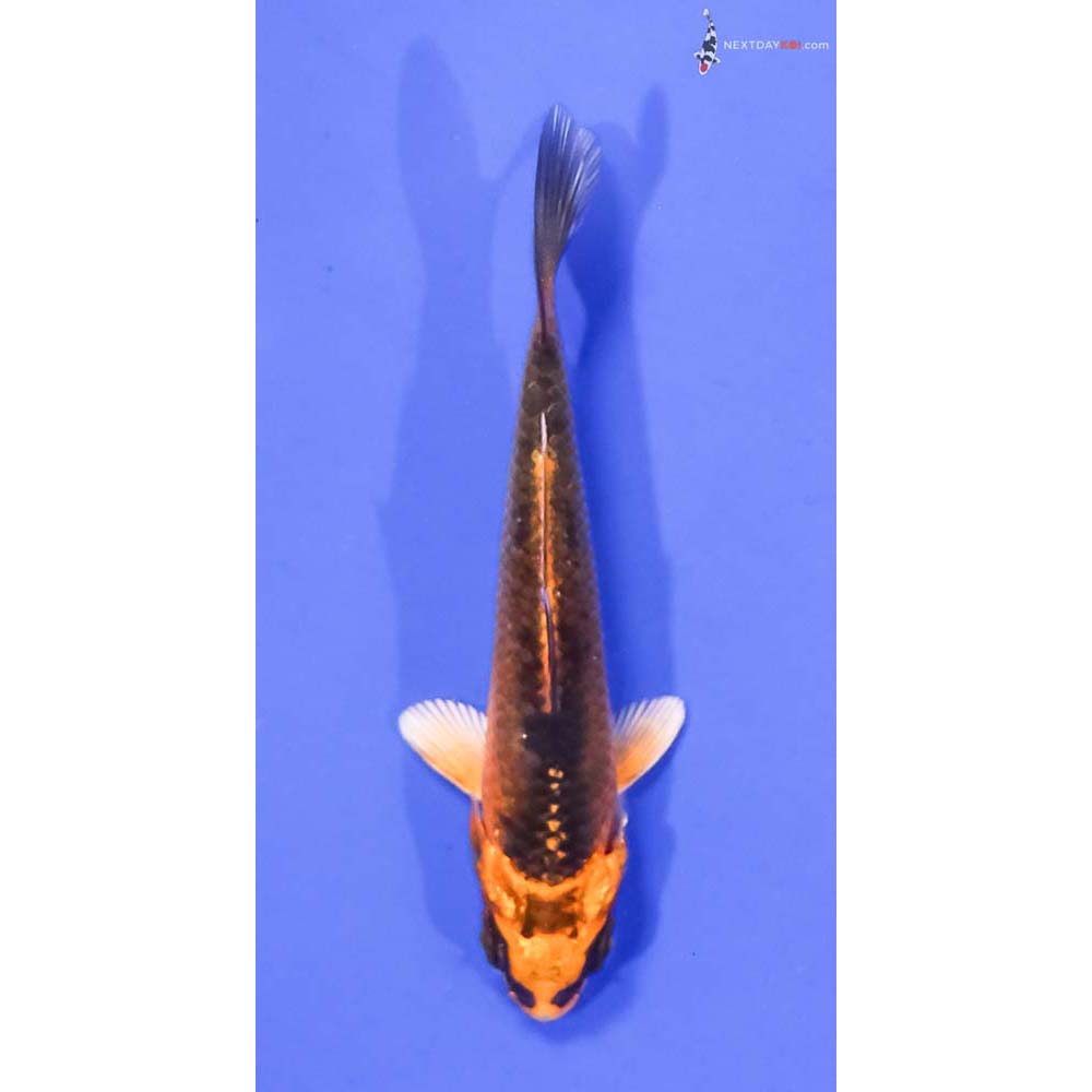 3.5” Imported Orenji Matsuba