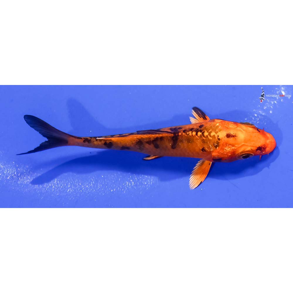 3” Imported Kin Aka Bekko