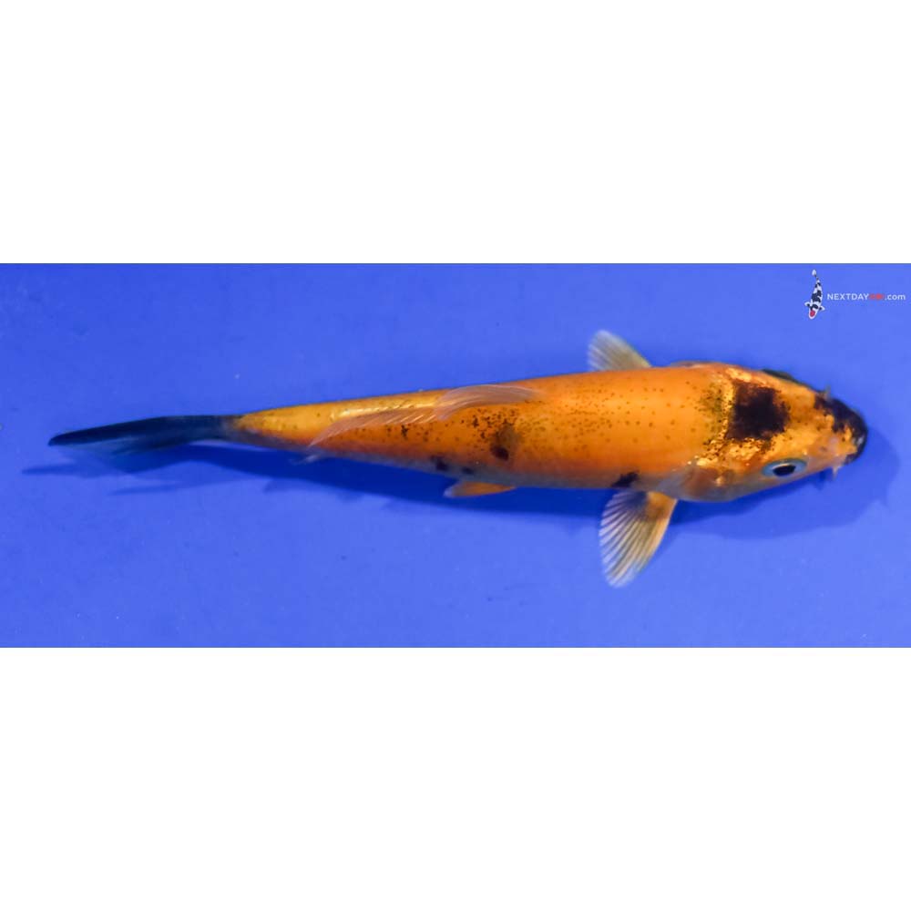 3.5” Imported Kin Hi Utsuri