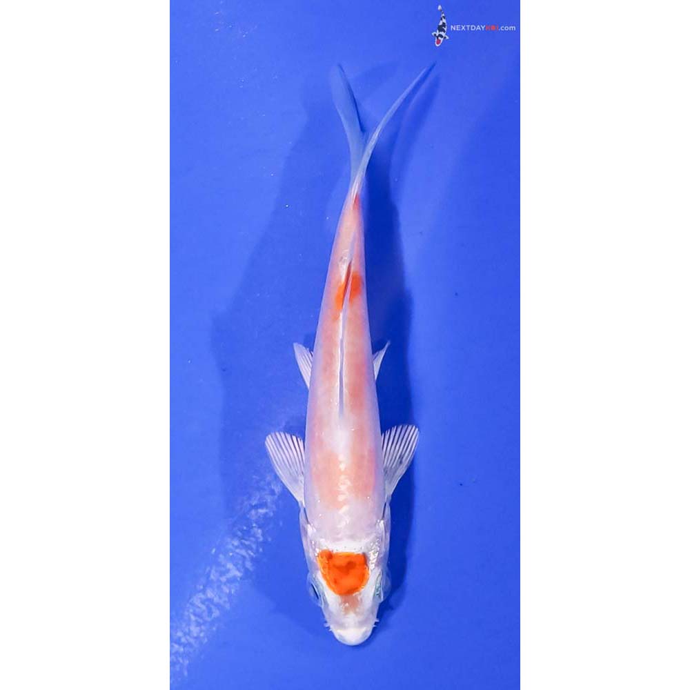 3.5” Imported Hariwake