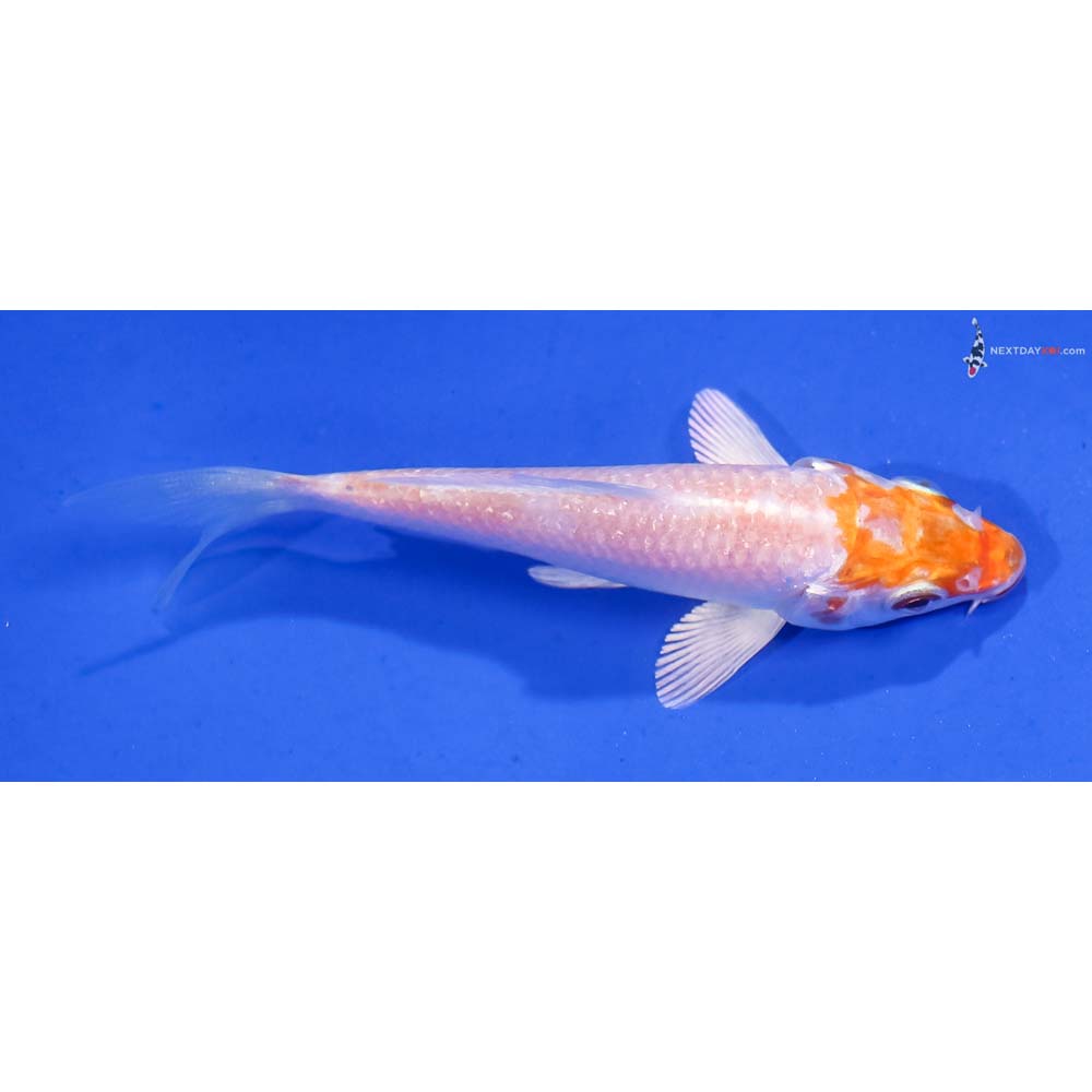 3.5” Imported Hariwake