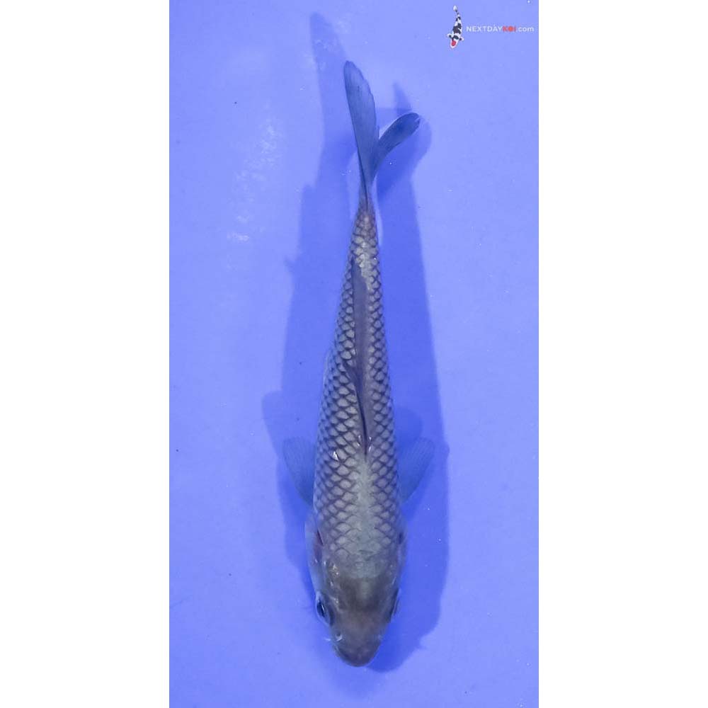 3.5” Imported Soragoi