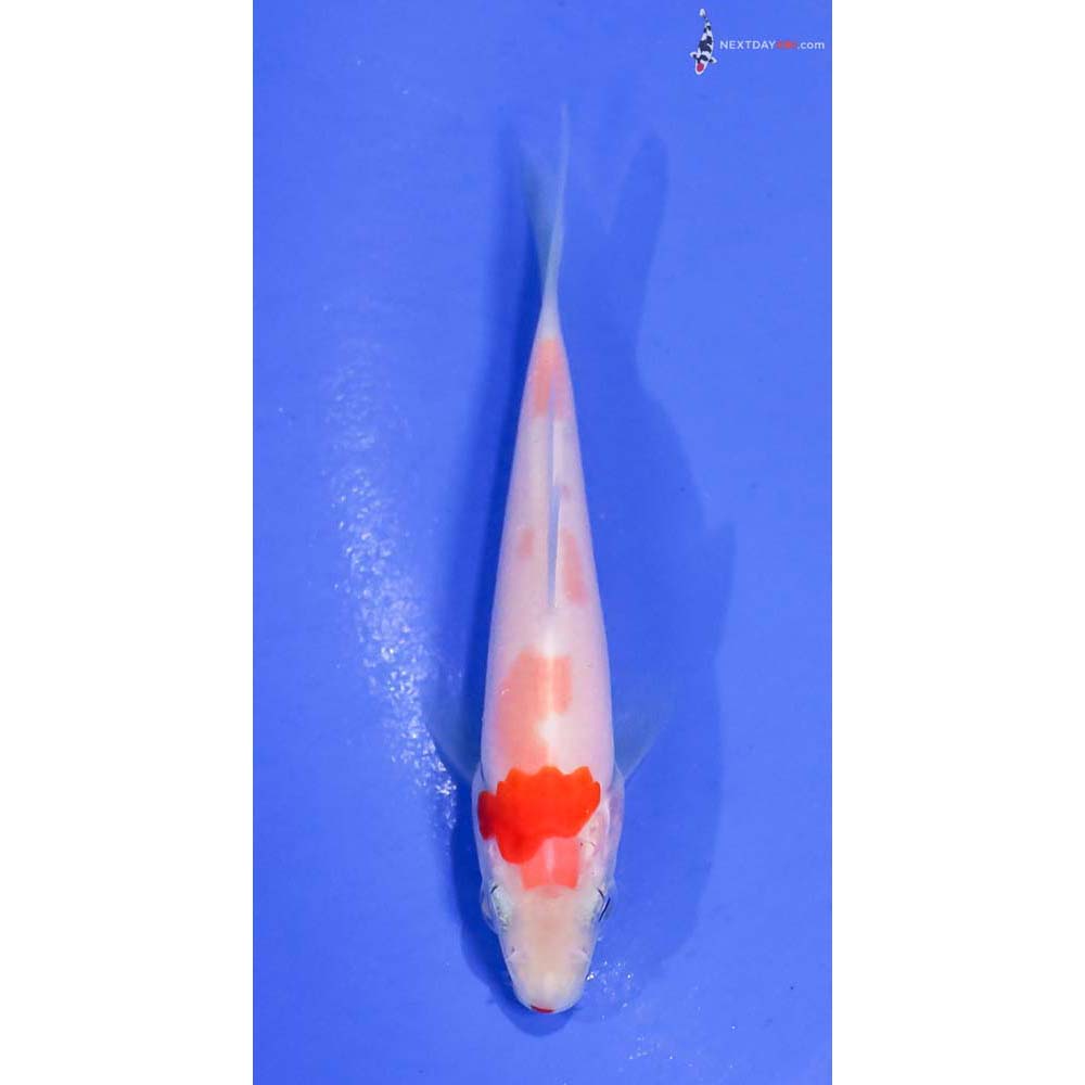 3” Imported Kohaku