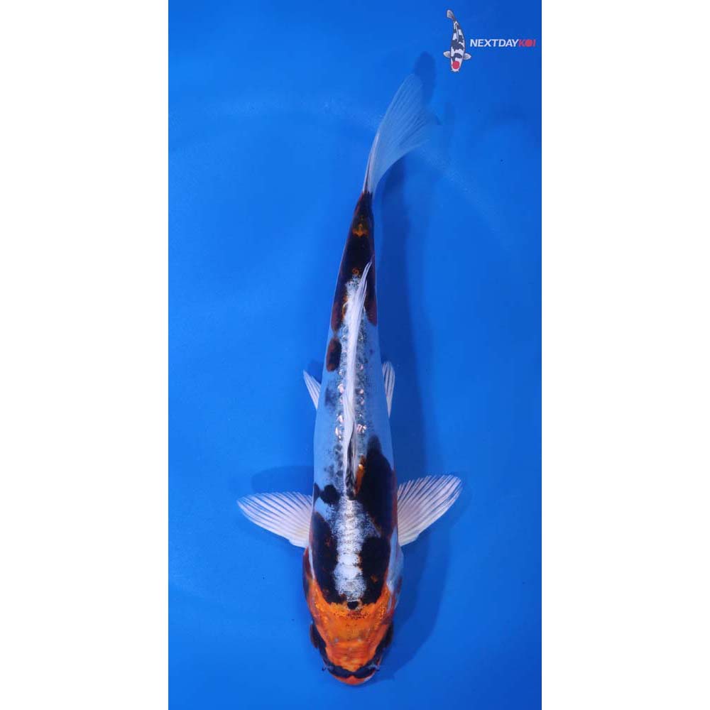 7” Imported Heisei Nishiki