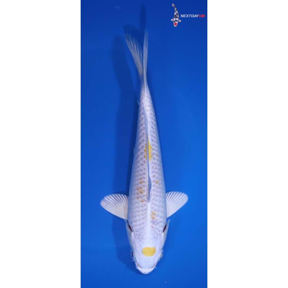 7” Imported Lemon Hariwake
