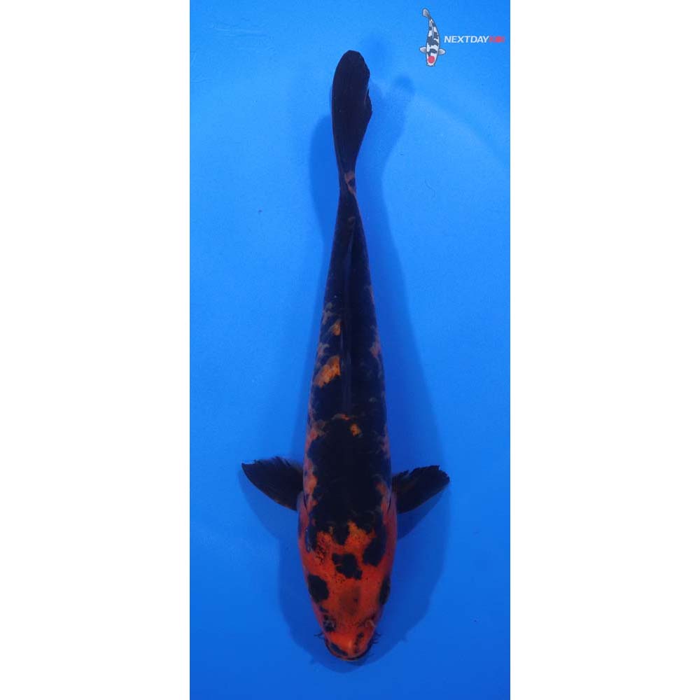 7” Imported Aka Bekko