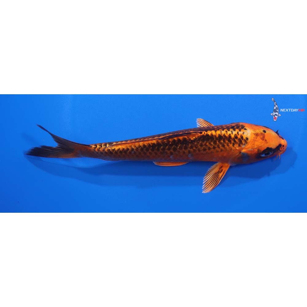 6” Imported Orenji Matsuba