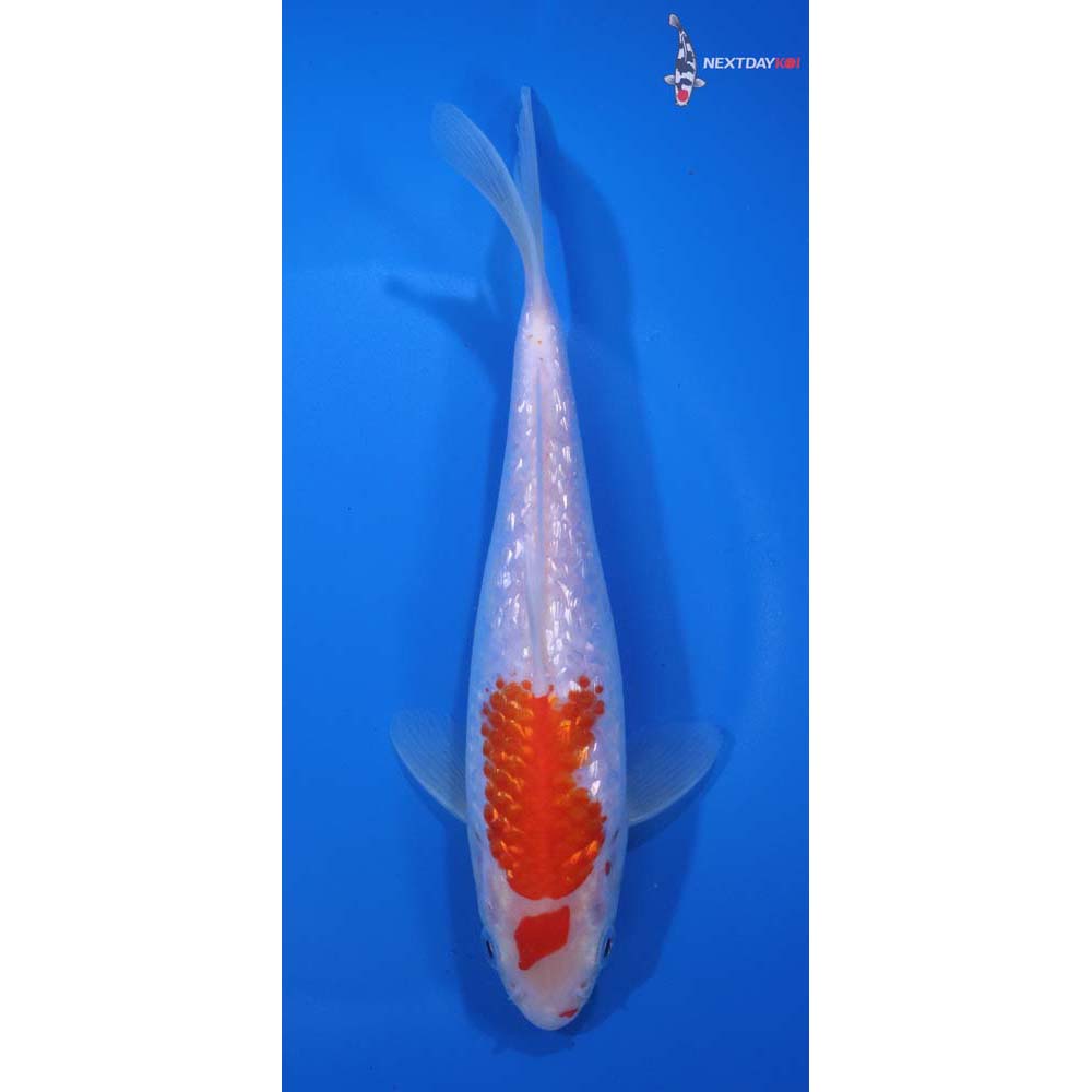 7” Imported Gin Rin Kohaku