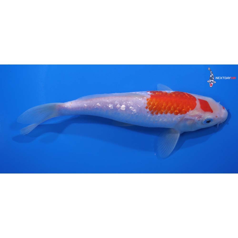 7” Imported Gin Rin Kohaku
