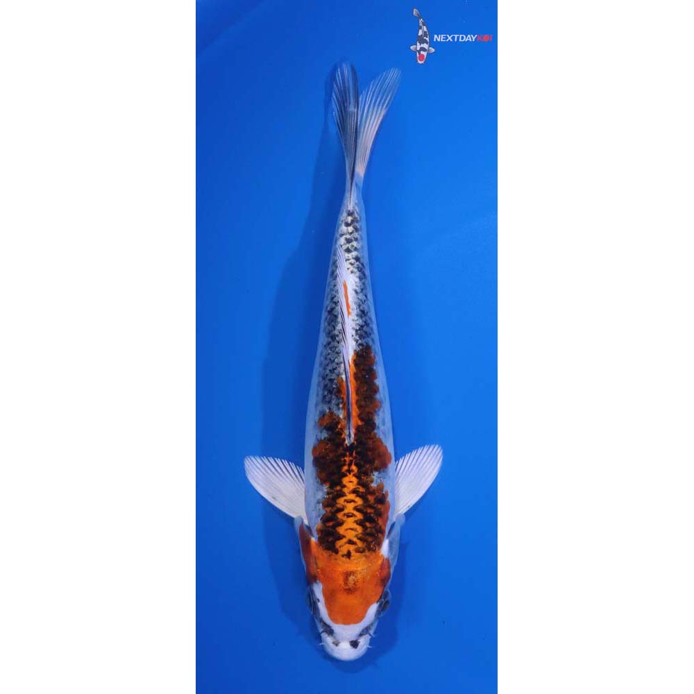 7” Imported Kujaku