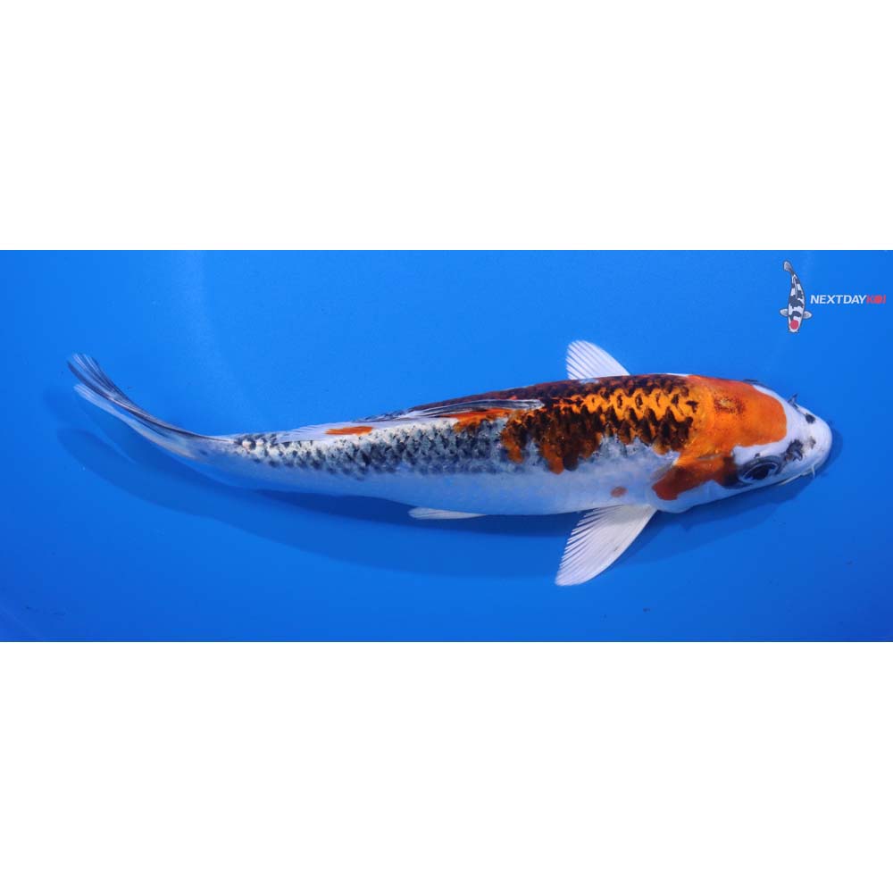 7” Imported Kujaku