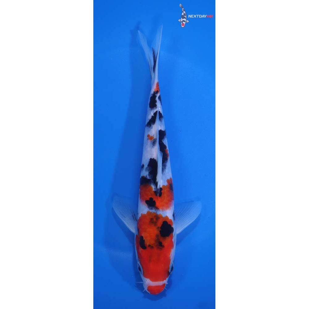 7.5” Imported Sanke