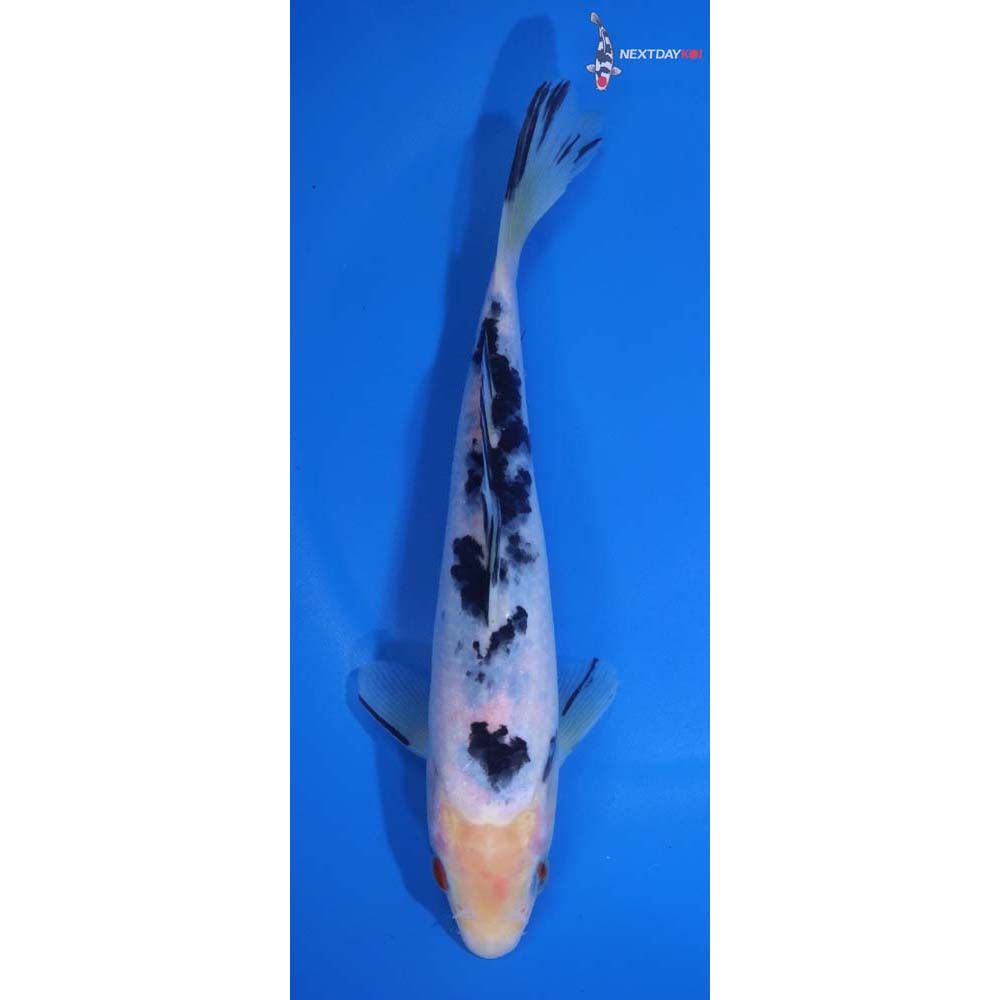 7.5” Imported Shiro Bekko