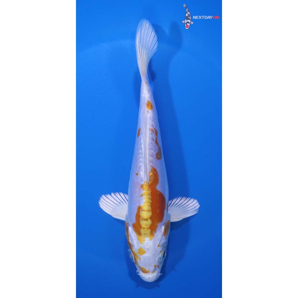 6.5” Imported Kikusui