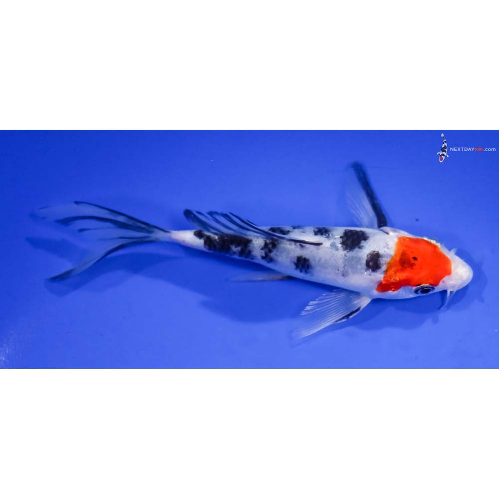 5.5” Imported Sanke Butterfly Koi