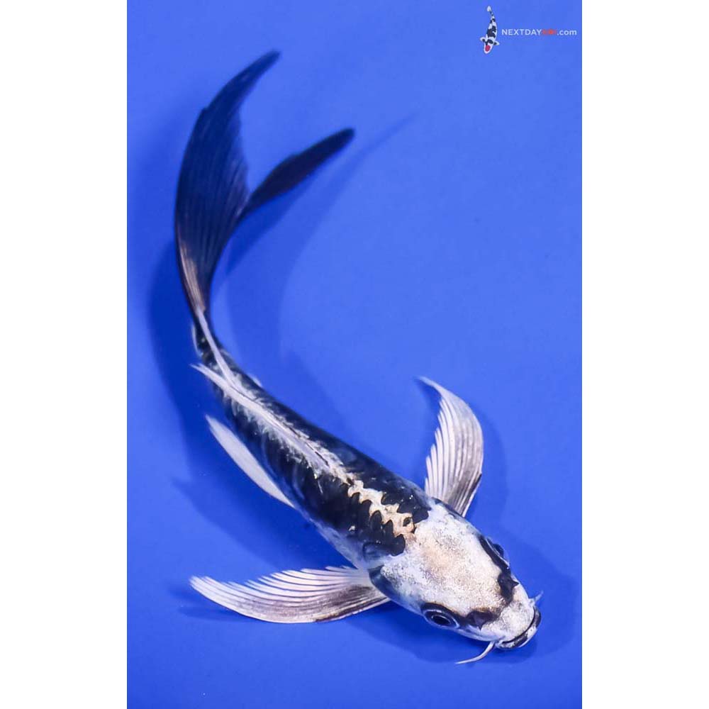 5.5” Imported Kikokuryu Butterfly Koi