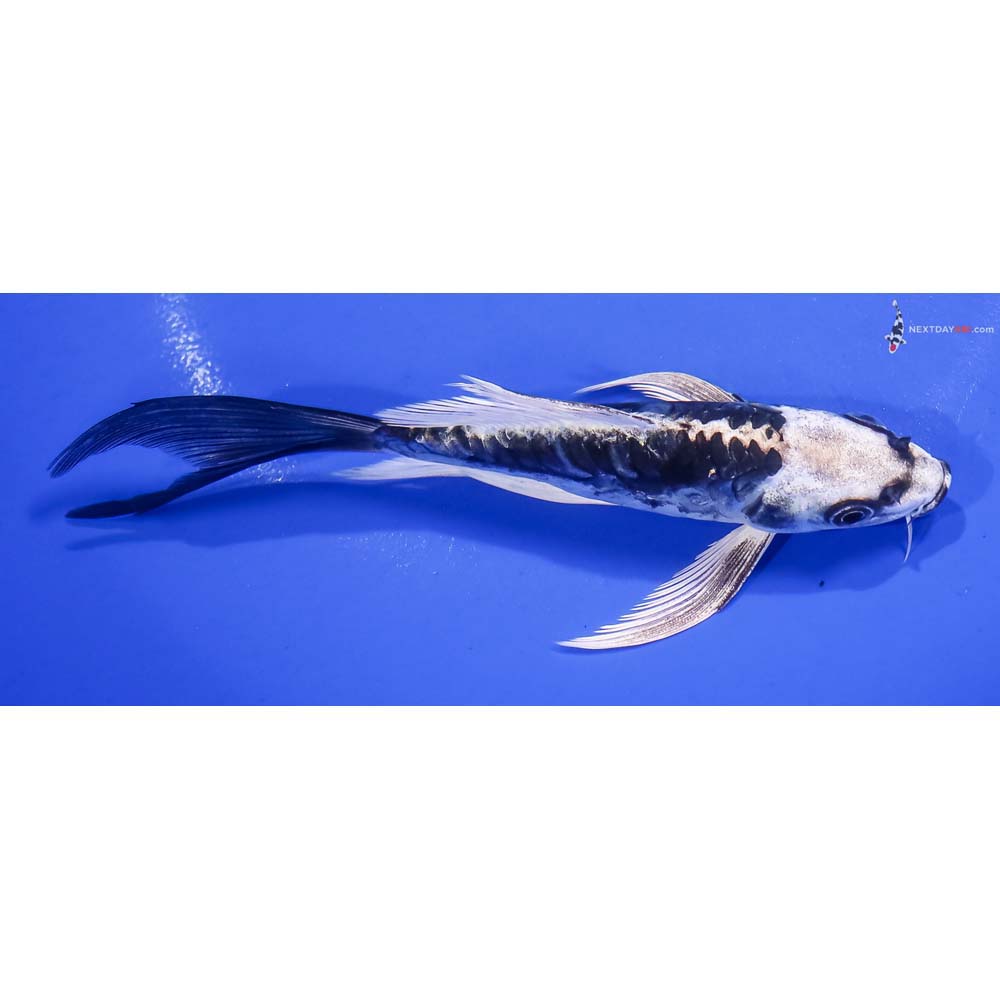 5.5” Imported Kikokuryu Butterfly Koi