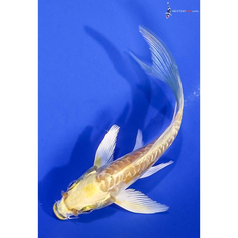 4.5” Imported Doitsu Yamabuki Ogon Butterfly Koi