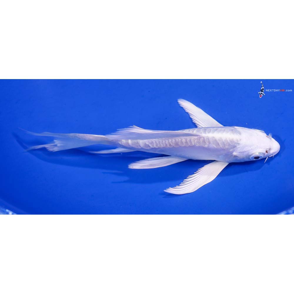5.5” Imported Doitsu Platinum Ogon Butterfly Koi