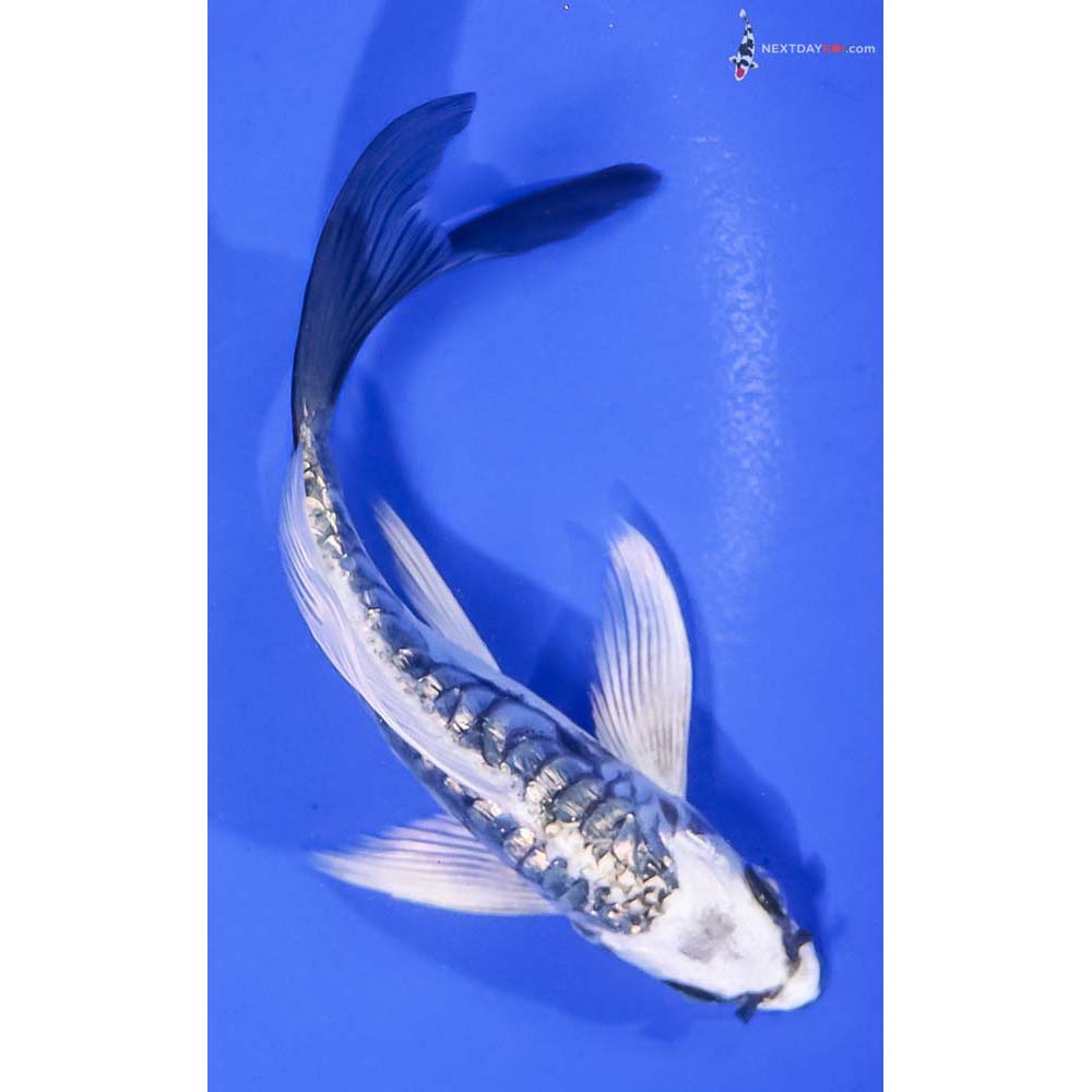 5.5” Imported Gin Rin Kikokuryu Butterfly Koi