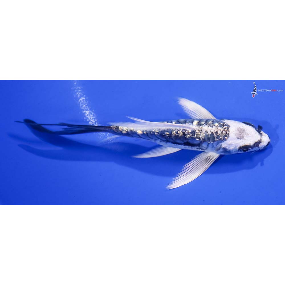 5.5” Imported Gin Rin Kikokuryu Butterfly Koi