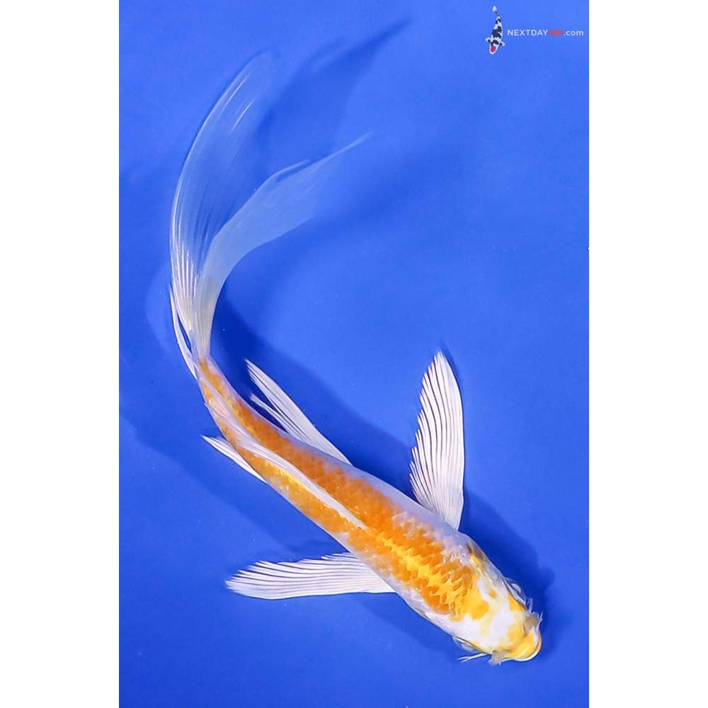 5.5” Imported Lemon Hariwake Butterfly Koi