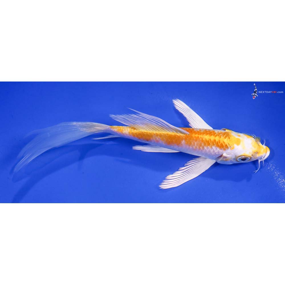 5.5” Imported Lemon Hariwake Butterfly Koi