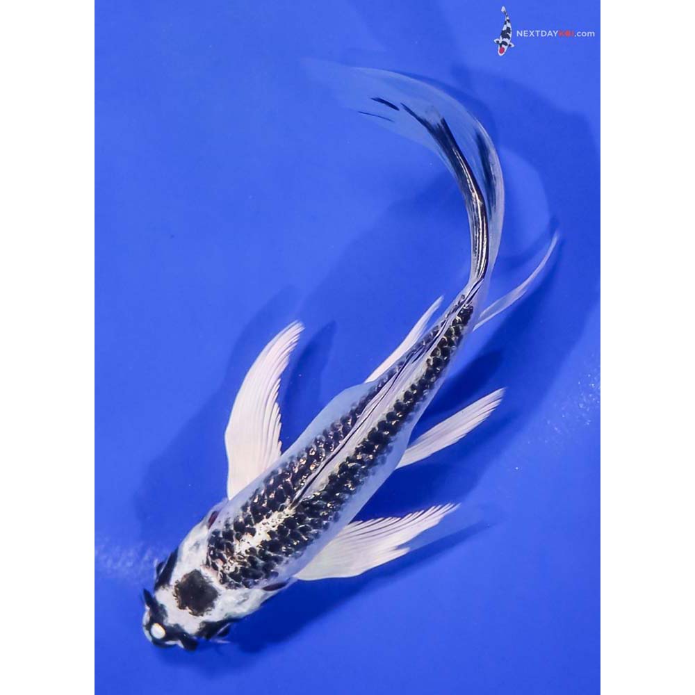 5.5” Imported Gin Matsuba Butterfly Koi