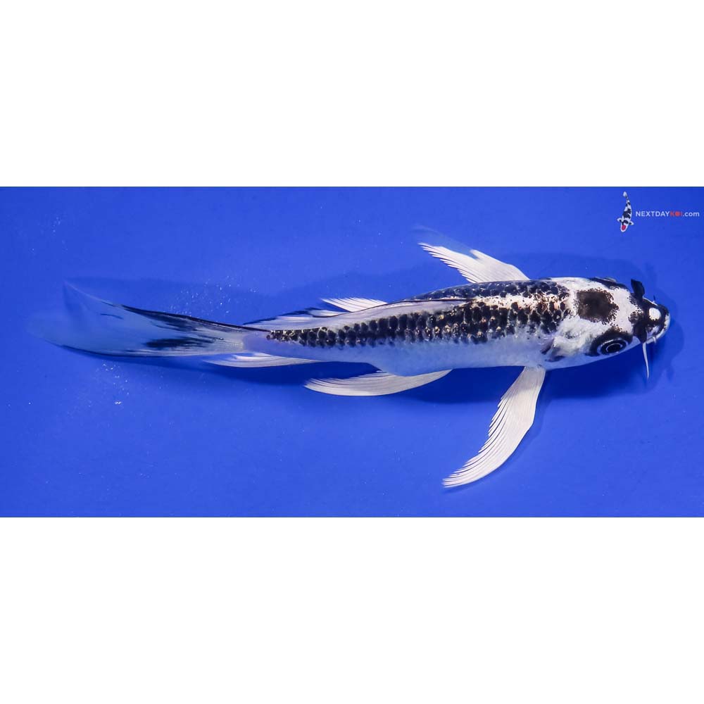 5.5” Imported Gin Matsuba Butterfly Koi