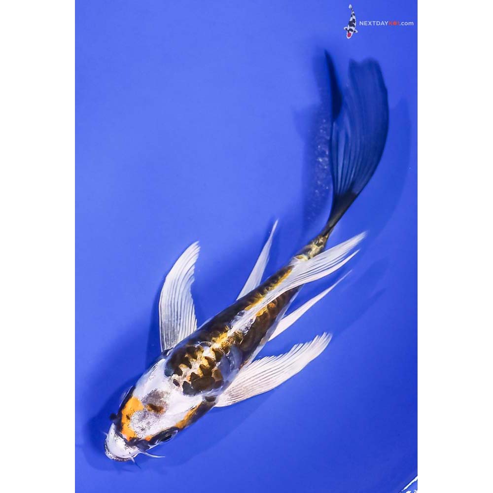 5.5” Imported Kin Kikokuryu Butterfly Koi