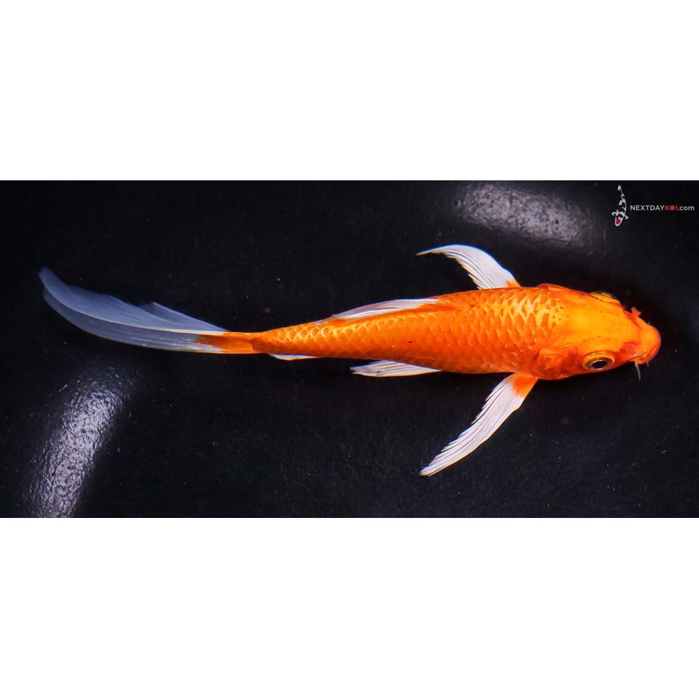 5.5” Imported Orenji Ogon Butterfly Koi