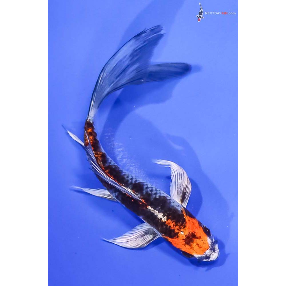 6” Imported Kujaku Butterfly Koi
