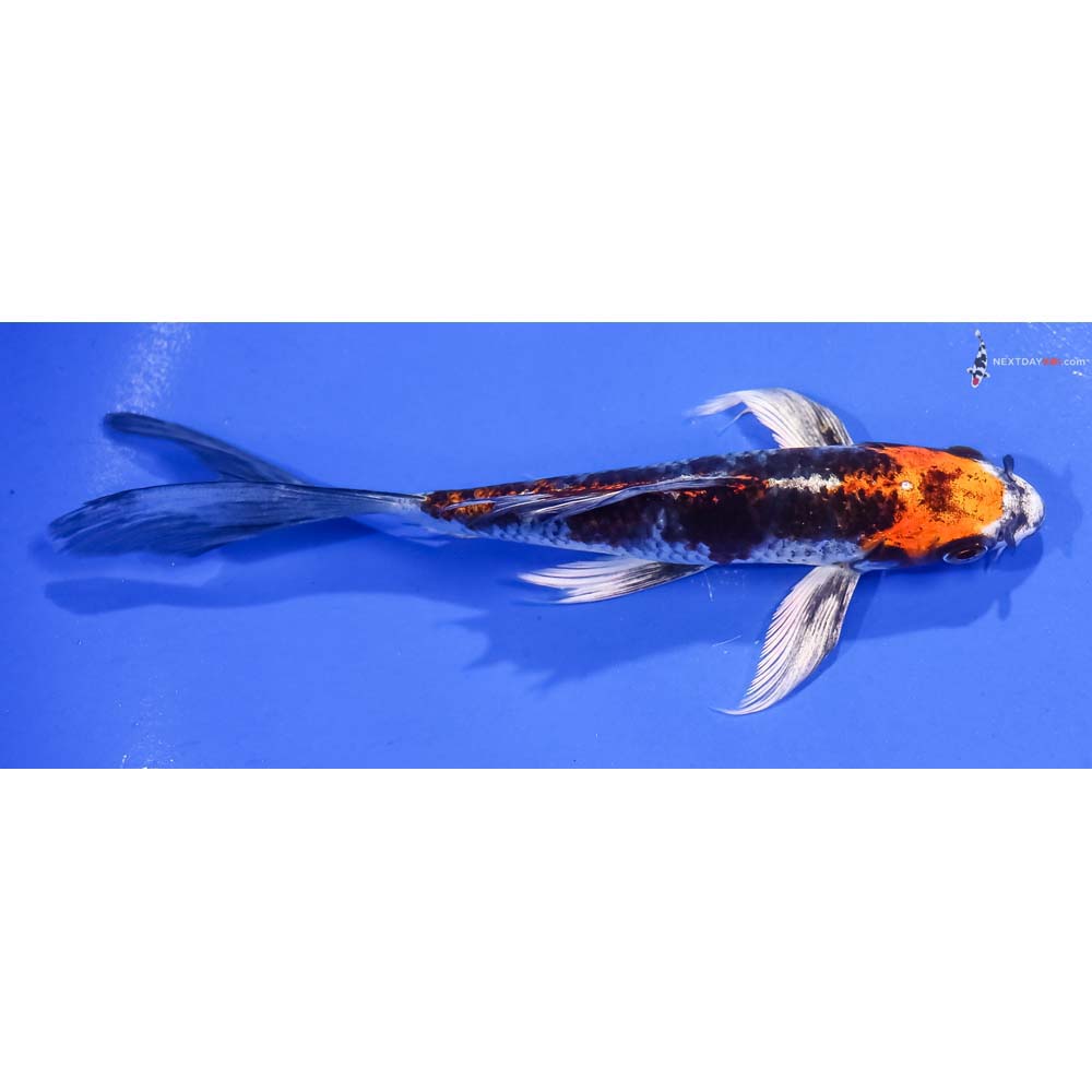6” Imported Kujaku Butterfly Koi