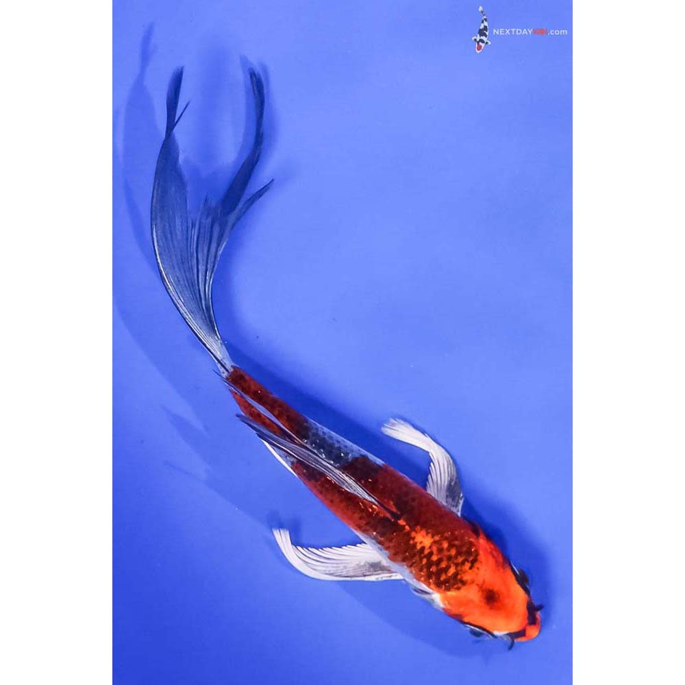 6” Imported Kujaku Butterfly Koi