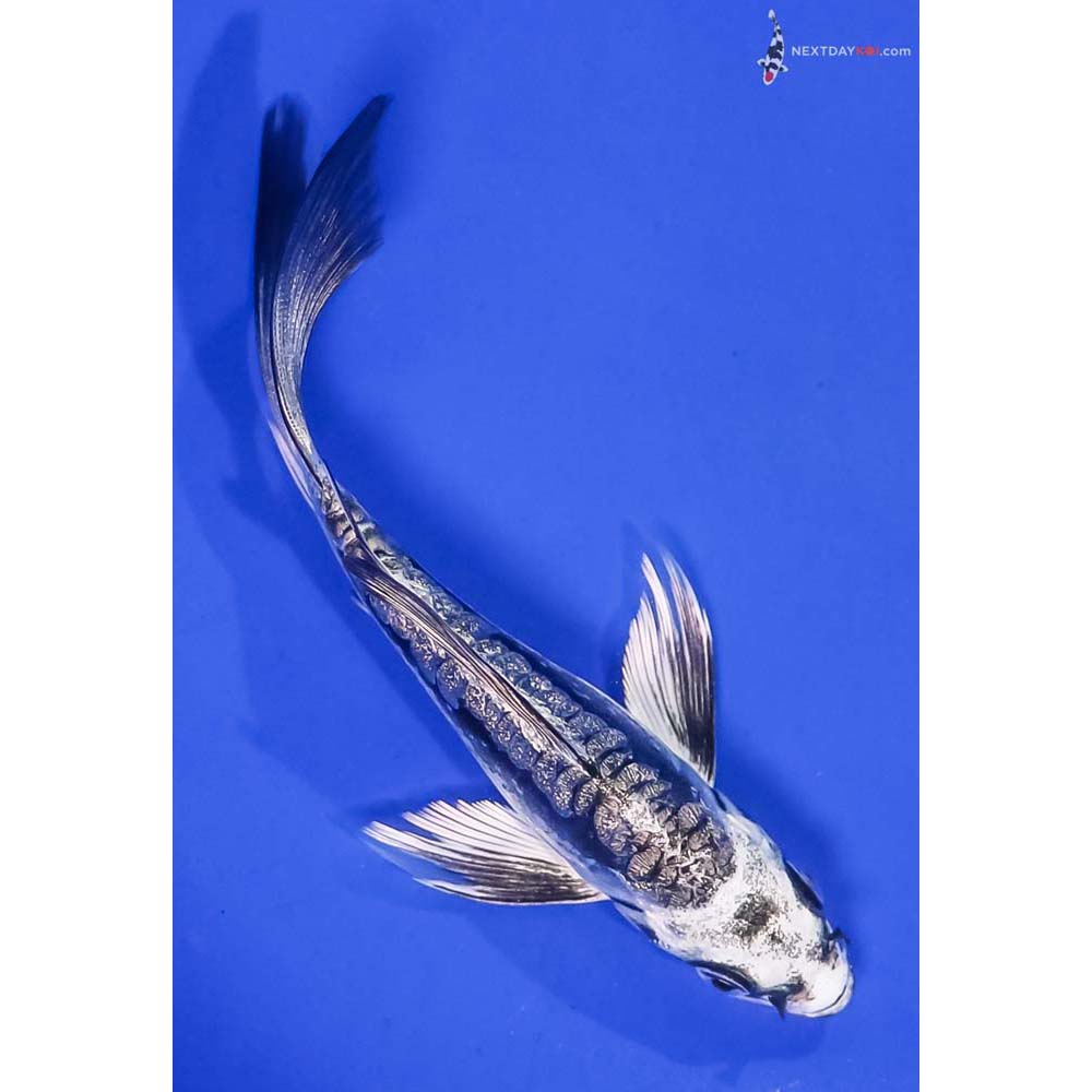 5” Imported Gin Rin Kikokuryu Butterfly Koi